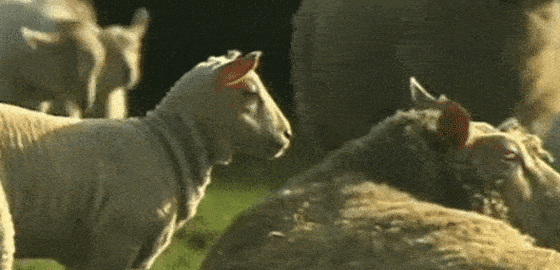 happysheep